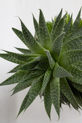 Stunning top view of a wonderfully healthy Aloe Vera plant, showcasing its vibrant and lush green leaves beautifully