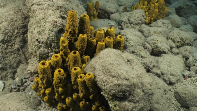 sponges underwater Mediterranean sea ocean scenery of sea habitat Aplysina cavernicola