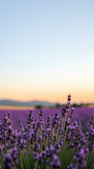 Naklejka premium Field of lavender flowers with clear sky and mountains hd phone wallpaper