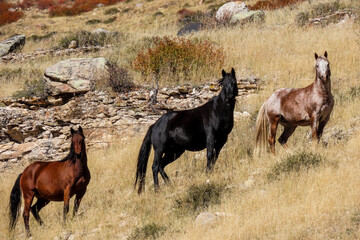 Three mustangs