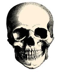Skull head vintage illustration isolated on transparent background