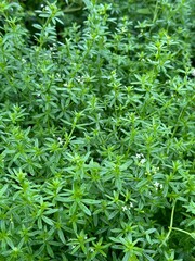 Green Grass Nature Forest Plants