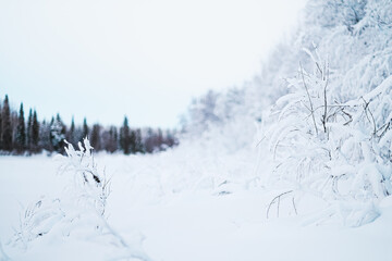 Snow Covered Forest Landscape © Bento