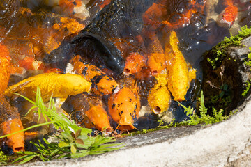Japanese koi carp in the pond of Orchid Park in Vietnam, Nha Trang. Many fish swim in the pond with artificial fog trying to catch food thrown to them by tourists. Selective focus, close-up.