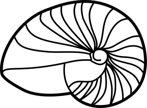 recommend clip art: Nautilus shell outline illustration vector