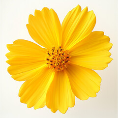 Obraz premium The flower in the picture is Yellow Cosmos, a bright yellow flower commonly found in tropical and subtropical regions. Cosmos flowers are beautiful and are commonly used as ornamental plants.