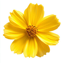 Obraz premium The flower in the picture is Yellow Cosmos, a bright yellow flower commonly found in tropical and subtropical regions. Cosmos flowers are beautiful and are commonly used as ornamental plants.