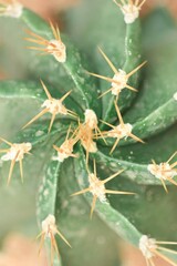cactus in tropical garden