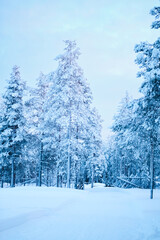 Snow Covered Path Leading into the Frozen Forest with White Trees
