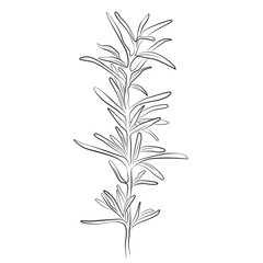 Rosemary one line drawing. Medicinal plant outline drawing on a white background. Herbs art print. 