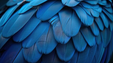 Fototapeta premium Close-up of vibrant blue feathers on a bird's wing.
