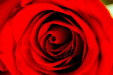 Defocused blurred red rose slose up macro with petals curves as background