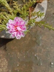 Portulaca grandiflora flower pattern or Moss-rose purslane flower pattern background 