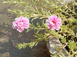 Portulaca grandiflora flower pattern or Moss-rose purslane flower pattern background 