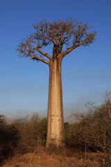 Obraz premium Alberi di baobab in inverno. Madagascar