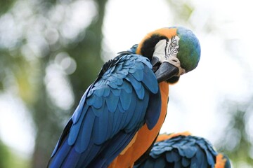 macro parrot in tropical garden
