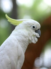 macro parrot in tropical garden