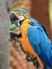 macro parrot in tropical garden