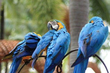 macro parrot in tropical garden