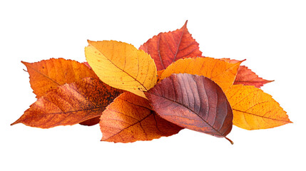 Fototapeta premium a group of orange and yellow leaves