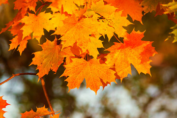 Autumn bright maple leaves. Golden autumn. Season.
