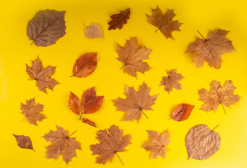 Minimal sparse autumn background with fall leaves