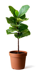 Fototapeta premium Ficus lyrata small plant fiddle-leaf fig in brown ceramic pot isolated on white background