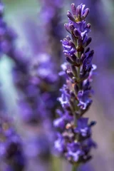 Fotobehang Lavendel Fleur de lavande   © Unclesam