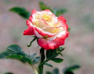 macro flowers in tropical garden