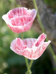 macro flowers in tropical garden