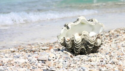 seashell on the beach