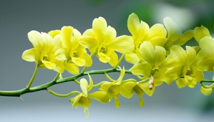 macro flowers in tropical garden