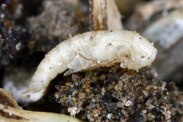 Larger black beetle, Cynaeus angustus. An invasive beetle species that is alien to many environments around the world. A pupa in a spoiled grain.