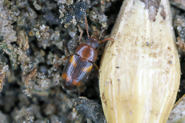 Waste grain beetle - Alphitophagus bifasciatus is a species of beetle belonging to the family Tenebrionidae. Pest in food warehouses and homes. Beetle in decayed grain, cereal seed.