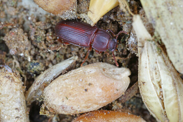 Larger black beetle, Cynaeus angustus. An invasive beetle species that is alien to many environments around the world. Beetle in rotten grain.