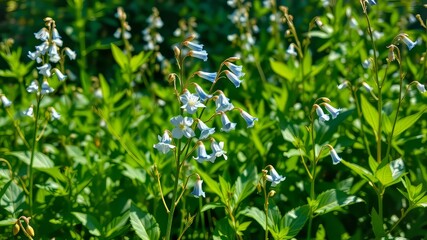 Delicate, bell-shaped flowers in gentle hues of blue and white adorn slender, wiry stems amidst lush, emerald green