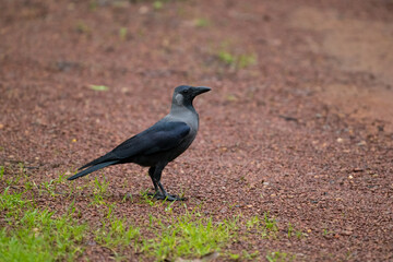 House crow standing on the ground while looking away