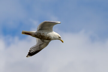 Obraz premium Seagull, Sea Bird, Menai Straits, Anglesey, Ynys Mon, Wales, UK
