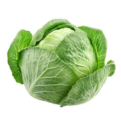 Obraz premium cabbage