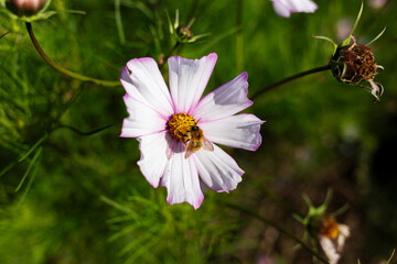 White and pink cosmos wild flower with detailed close-up of bee collecting nectar 