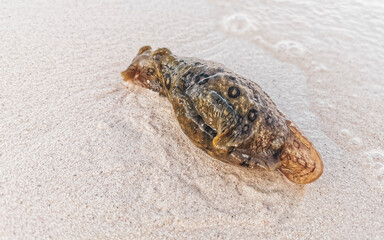 Stranded Caribbean nudibranch on beach in Mexico.
