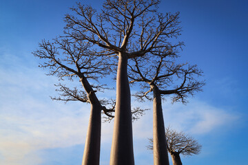 Alberi di baobab in controluce. Madagascar