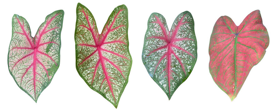 Set of Caladium Bicolor leaf isolated on transparent background. Queen of the leafy plant leaves