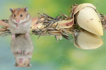 A Campbell dwarf hamster is eating a ripe Surinam cherry fruit that fell to the ground. This rodent has the scientific name Phodopus campbelli.