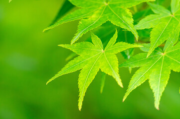 初夏の明るい日差しと新緑のモミジ