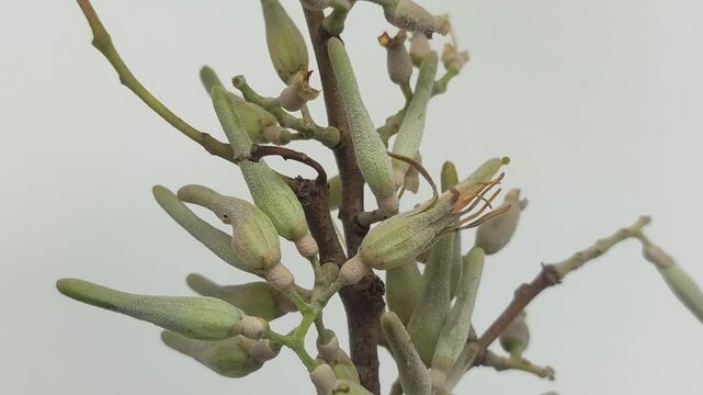 kemladeyan tree branch with flowers