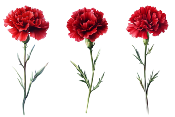 
beautiful red carnation isolated on white background. Hand-drawn with effect of drawing in watercolor