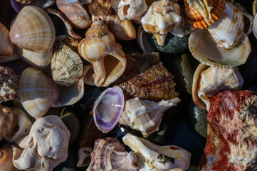 Rocks and shells lining the beach 4