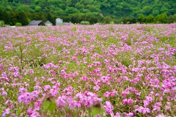 Scenery of Shiba Cherry Blossoms at Fuji Motosuko