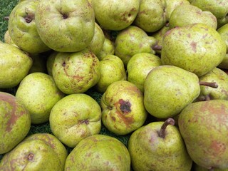 The pear is a sweet-tasting pip fruit of which there are two thousand varieties india,Sweet gree fresh Pear pic